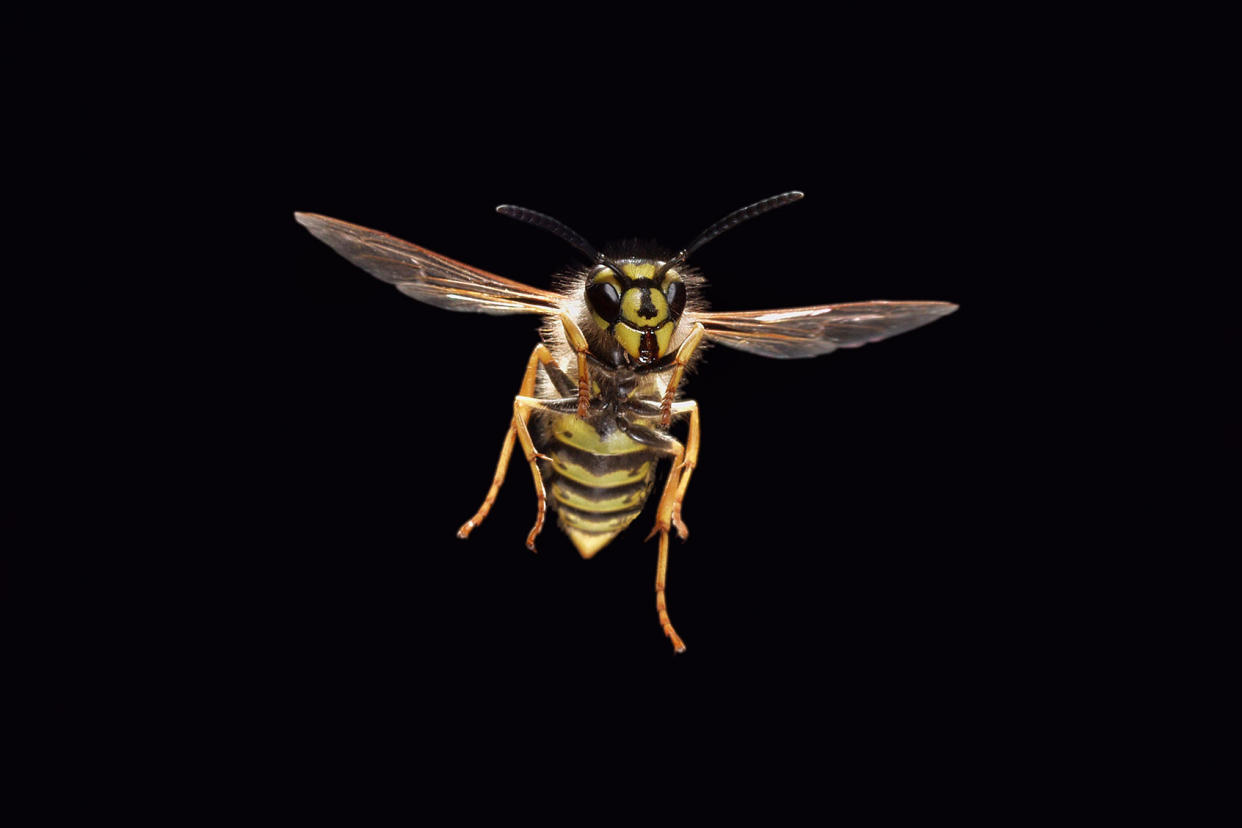 Wasp in flightGetty Images/Renaud Visage