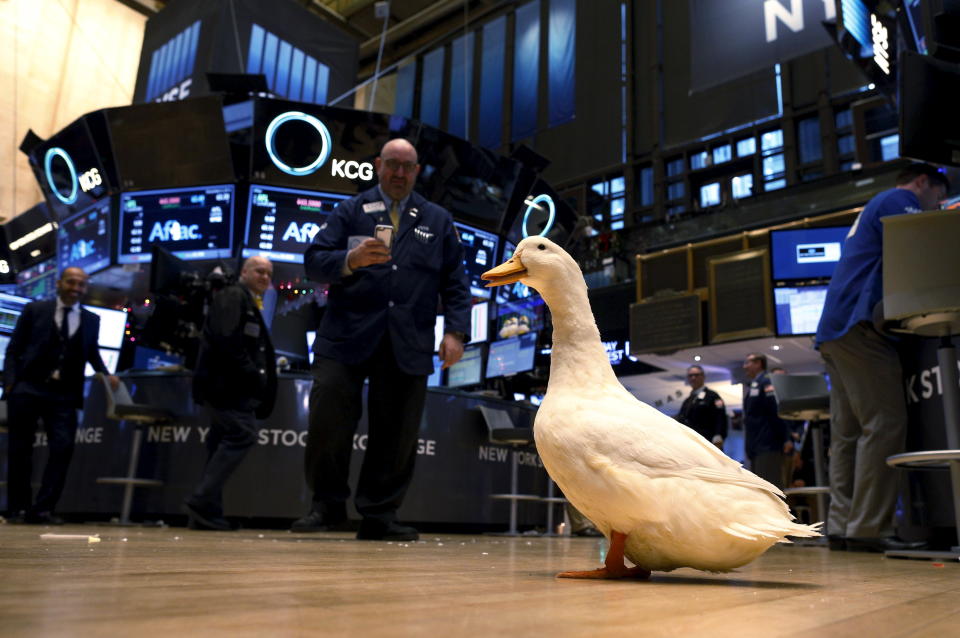 Traders watch as the Aflac duck walks on the floor of the New York Stock Exchange December 4, 2015. Representatives from Aflac Incorporated, the largest provider of supplemental insurance in the United States, rang the closing bell. REUTERS/Brendan McDermid 