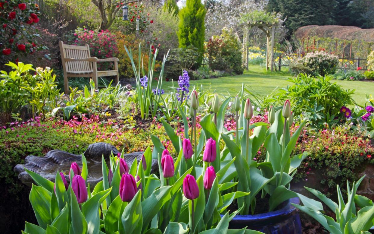 What to plant spring where to get seeds are garden centres open can i visit my allotment - Rosemary Calvert 