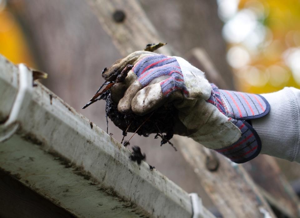 5 Pests That May Be Living in Your Gutters—And What You Can Do About It