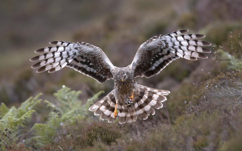 RSPB embarrassed after rare bird it suggested had been illegally dispatched is found alive and well