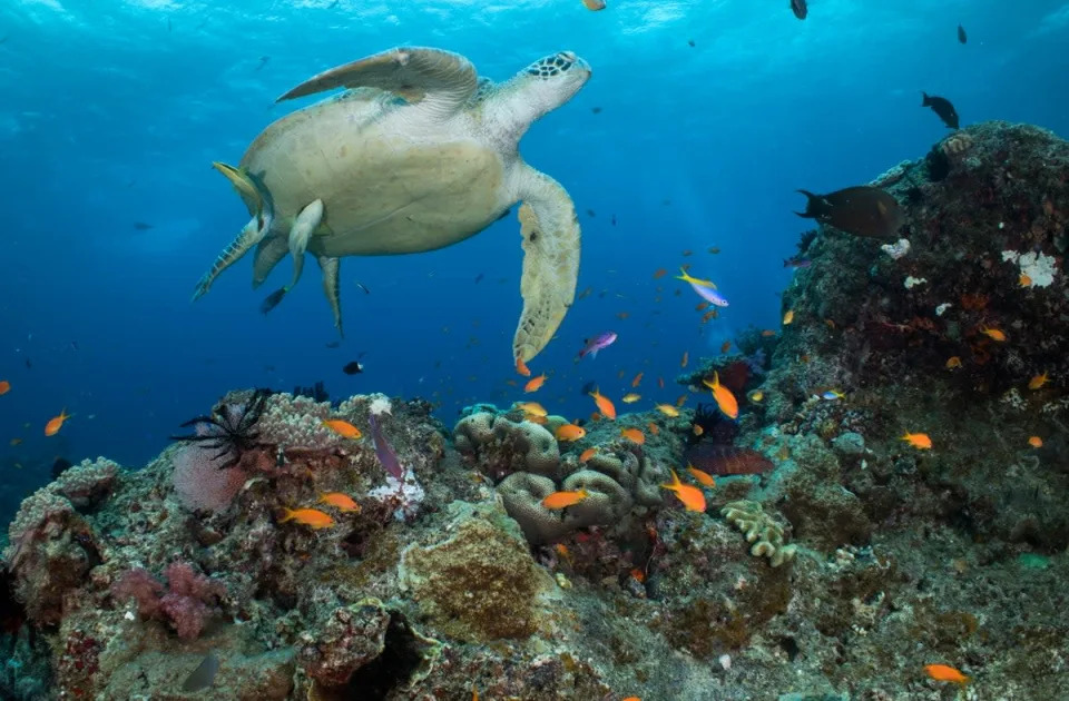 Australia to protect Great Barrier Reef by banning coal mine