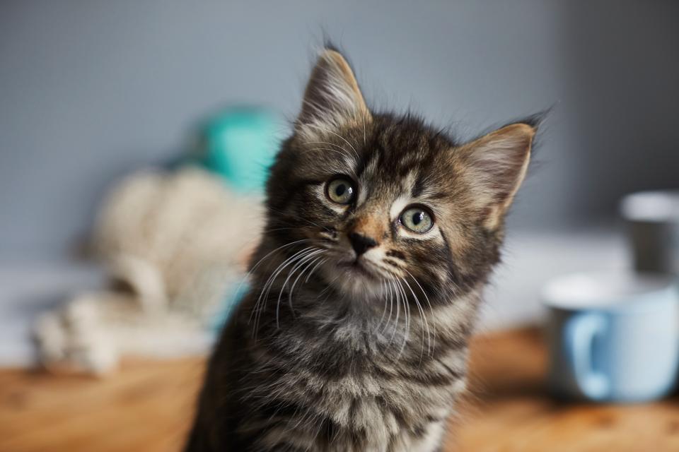 Cute tabby kitten sat on the breakfast table looking up