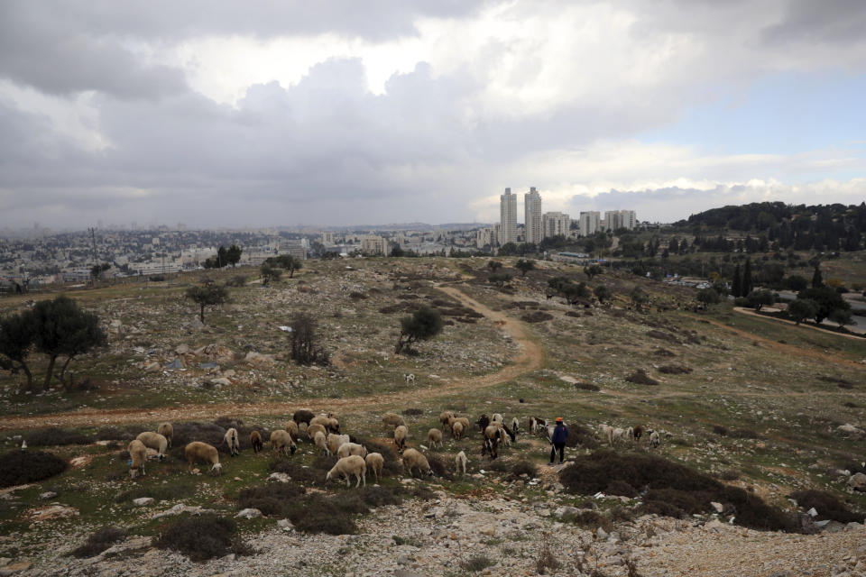 A Palestinian shepherd herds his flock at Givat Hamatos settlement in east Jerusalem, Sunday, Nov. 15, 2020. A settlement watchdog group said Sunday that Israel is moving ahead with new construction of hundreds of homes in the strategic east Jerusalem settlement that threatens to cut off parts of the city claimed by Palestinians from the West Bank. (AP Photo/Mahmoud Illean)