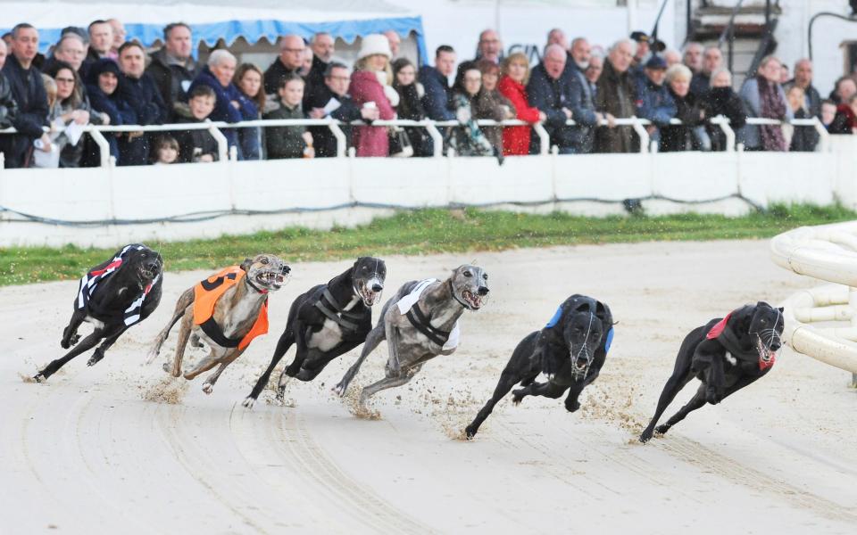 The Hawk Henlow Derby Final: a packed crowd looks on as 8-1 winner Bubbly Turbo (t1) tracks early leader Barstool Trainer (t2) around the first bend followed by Drumcrow Darcy (t3), King Elvis (t4), Dropzone (t5) and Lowgate Ruby (t6) - STEVE NASH