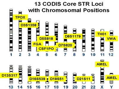 <b>This is an example of a DNA profile in the FBI's CODIS database.</b> Photo courtesy: Federal Bureau of Investigation (FBI)