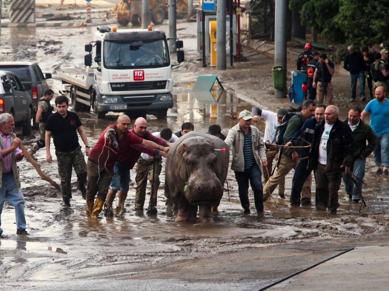 A Sunday, June 14, 2015 file photo of people assisting a hippopotamus that has been shot with a tranquilizer dart after it escaped from a flooded zoo in Tbilisi, Georgia, Sunday, June 14, 2015.