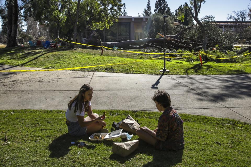 A massive tree toppled in overnight high winds in Claremont.