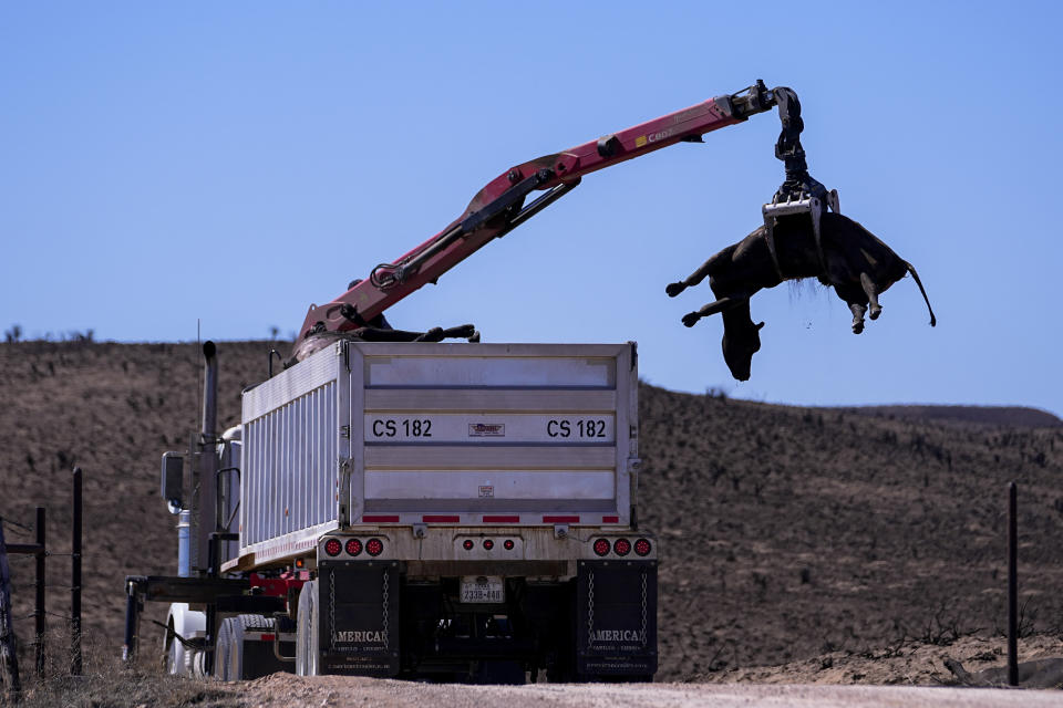 A cow killed by the Smokehouse Creek Fire is moved onto a dump truck as ranchers begin the cleanup process, Friday, March 1, 2024, in Skellytown, Texas. The wildfire, which started Monday, has left behind a charred landscape of scorched prairie, dead cattle and burned-out homes in the Texas Panhandle. (AP Photo/Julio Cortez)