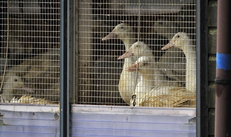 Poultry must be kept indoors for 30 days because of bird flu risk, warns government