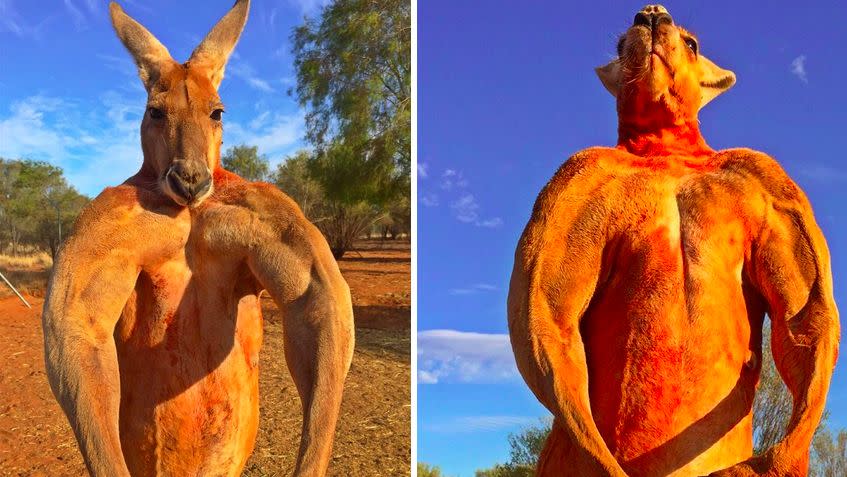 red kangaroo fight