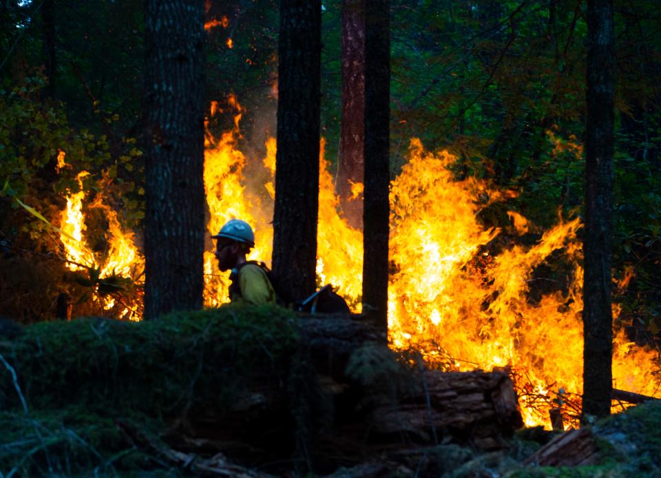 A firefighter walks the line along a back burn on the northwest flank of the Cedar Creek Fire east of Oakridge in September 2022.