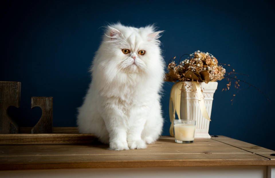 A white Persian cat sitting on a rustic table. You see a blue background and some flowers and a candle. The cat has brown eyes.