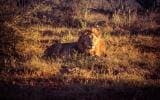 rhulani safari lodge, south africa