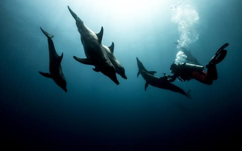 Diving with a pod of dolphins - Credit: Ashley Kirkham, Go MEDIA, Utila Dive Centre