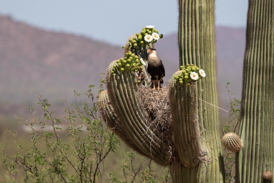 A crested caracara perches on a saguaro.