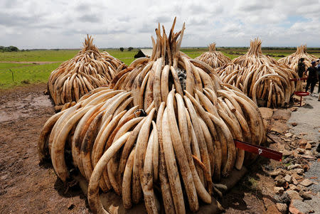 Elephant tusks, part of an estimated 105 tonnes of confiscated ivory to be set ablaze, are stacked onto pyres at Nairobi National Park near Nairobi, Kenya, April 28, 2016. REUTERS/Thomas Mukoya