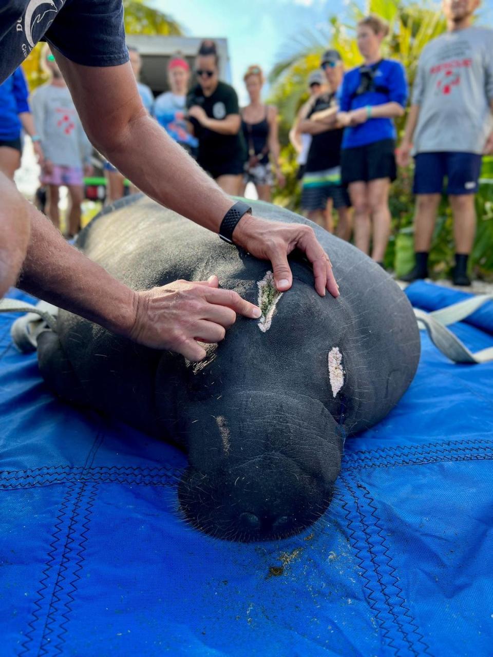 A scientist points to boat propeller wounds on a manatee’s head before the mammal is released back into the wild off Key Colony Beach in the Florida Keys Tuesday, Nov. 29, 2022.