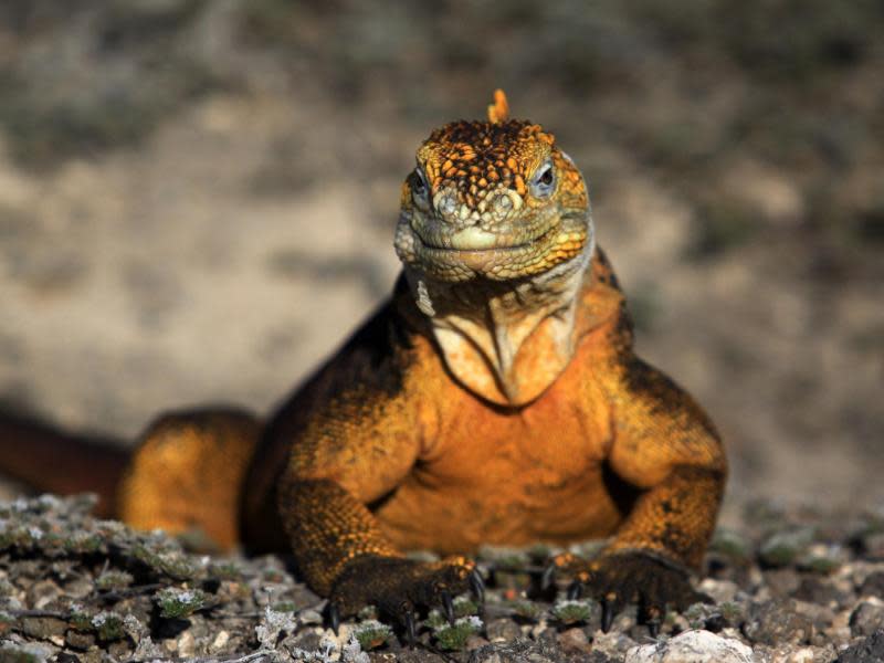 Die urzeitlichen Meerechsen sind neben den Riesenschildkröten ein tierisches Aushängeschild der Galapagos-Inseln. Foto: Tourismusministerium Ecuador