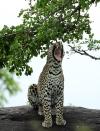 A leopard yawns in the Kruger National Park, South Africa.