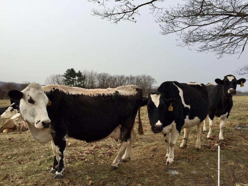 Dairy cows on a farm.