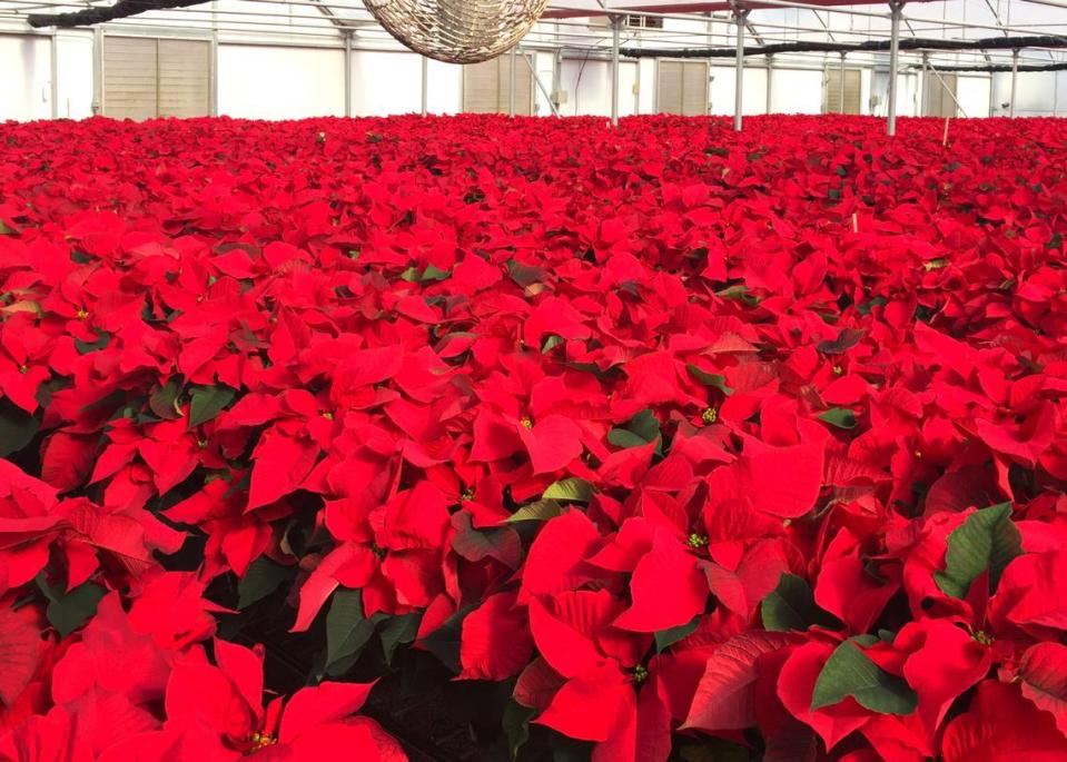 A greenhouse filled with  perfect poinsettias.