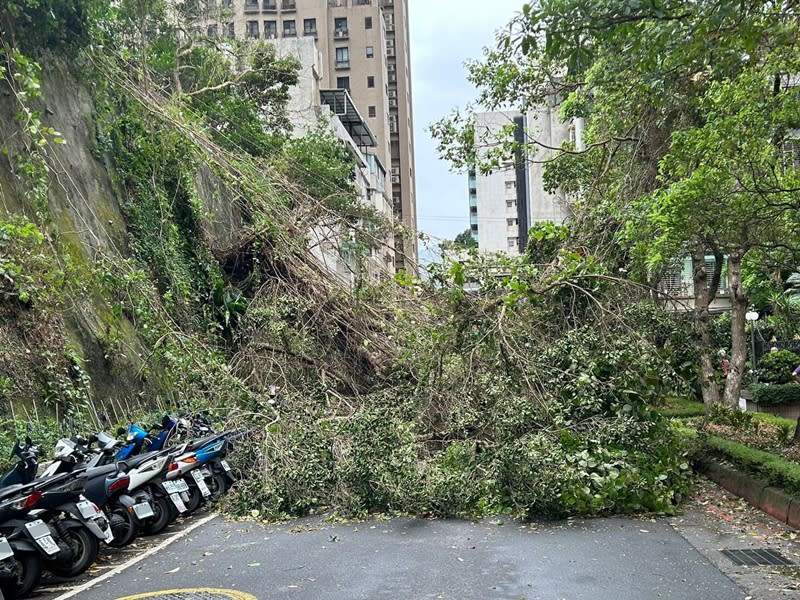 台北市31日有明顯強降雨和強陣風，內湖區成功路下午發生路樹倒塌意外，造成路過的68歲王姓男子手部受傷，已協助送醫救護。（翻攝照片／中央社）
