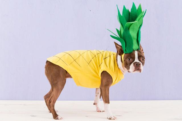 48 Dog Halloween Costume Ideas - Brit + Co - Brit + Co