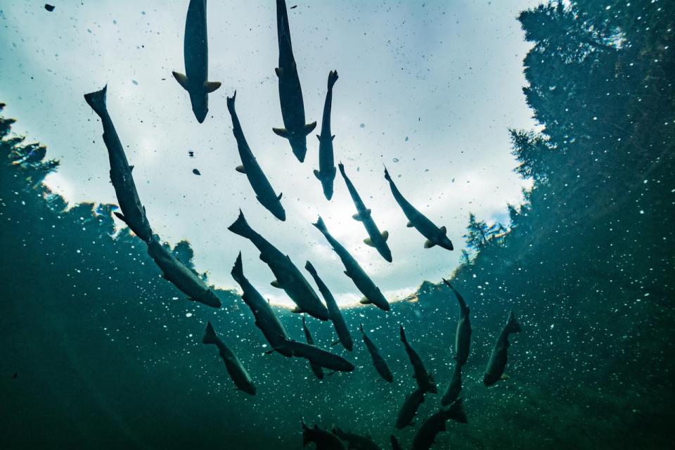 Salmon photographed in Gaspé, Quebec.