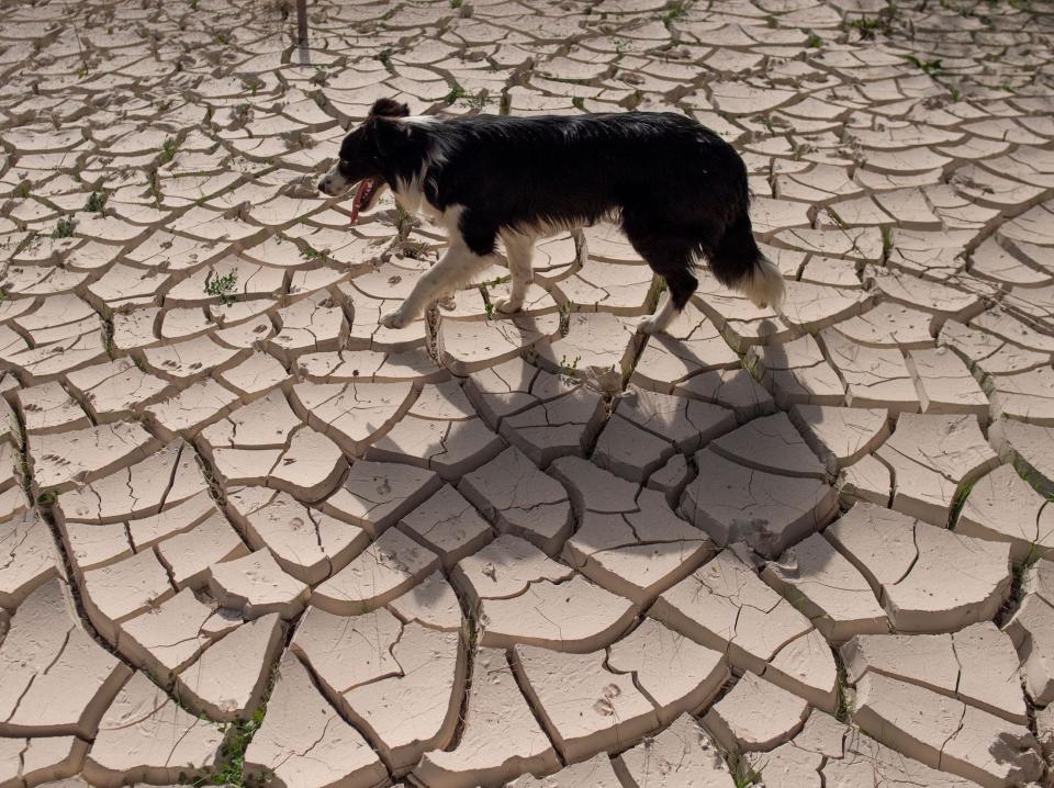 A Border Collie called walks on a cracked riverbed due to the drought in July 2023.