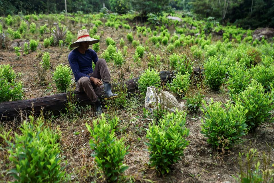 Recolector de hojas de cocaína en Colombia, el 9 de febrero de 2019. (Foto: LUIS ROBAYO/AFP/Getty Images)