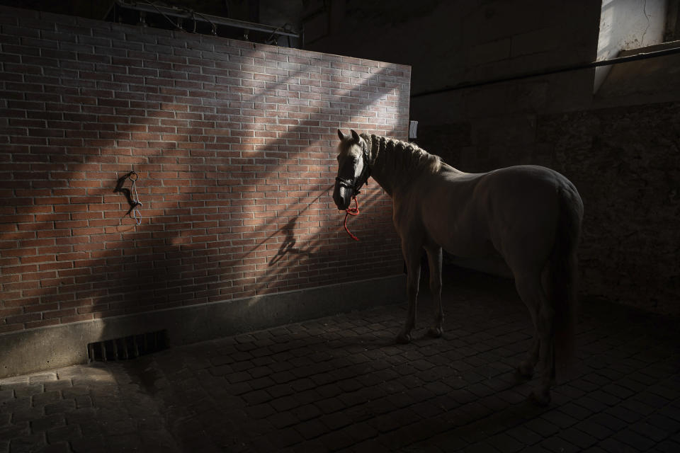 A horse in the royal stables, in Versailles, Thursday, April 25, 2024. More than 340 years after the royal stables were built under the reign of France's Sun King, riders and horses continue to train and perform in front of the Versailles Palace. The site will soon keep on with the tradition by hosting the equestrian sports during the Paris Olympics. Commissioned by King Louis XIV, the stables have been built from 1679 to 1682 opposite to the palace's main entrance. (AP Photo/Aurelien Morissard)