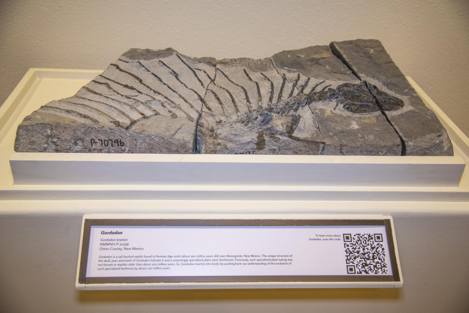 This image provided by the New Mexico Department of Cultural Affairs shows the fossil exhibit of Gordodon, a specialized plant-eating reptile, on display at the New Mexico Museum of Natural History & Science in Albuquerque, N.M. The fossil bones were discovered near Alamogordo by Ethan Schuth while on a University of Oklahoma geology class field trip in 2013. (New Mexico Department of Cultural Affairs via AP)