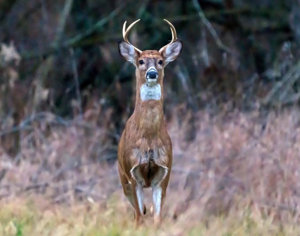 A buck white-tailed deer bounds through an Ohio field.
