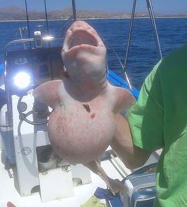 The creepy fish has been identified as an albino swell shark. Source: Facebook/https://www.facebook.com/piscessportfishingcabo/