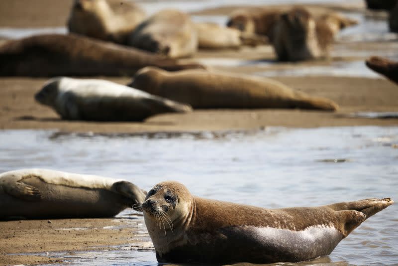 The Annual Thames seal survey carried out by the Zoological Society of London