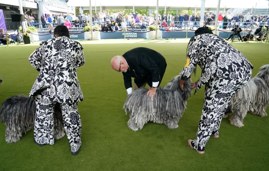 The 148th Annual Westminster Kennel Club Dog Show presented by Purina Pro Plan at the USTA Billie Jean King National Tennis Center on Monday, May 13, 2024 in New York City.