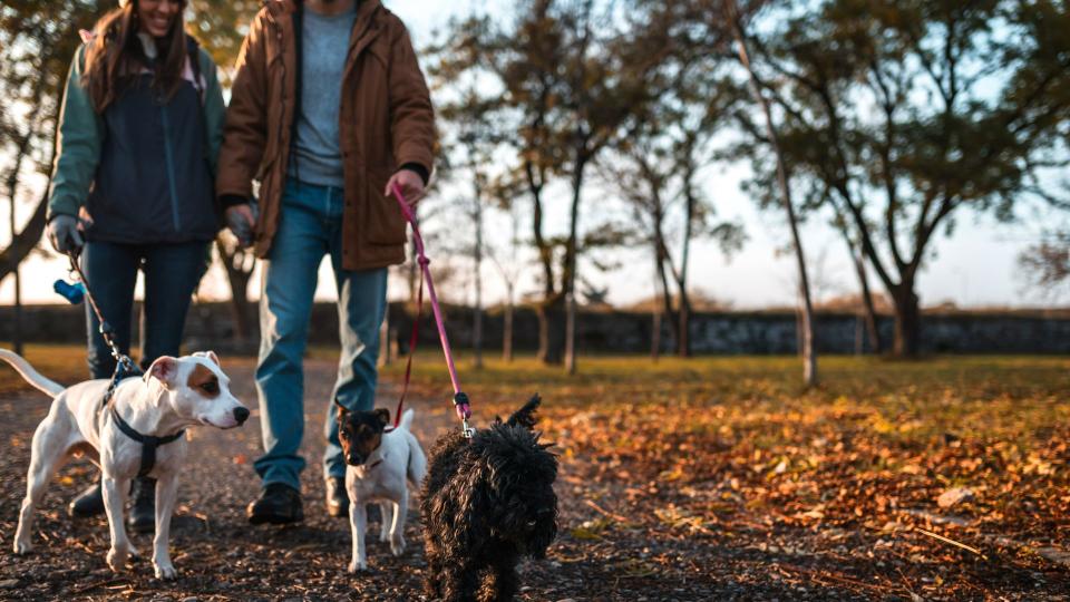 Man and woman walking dogs