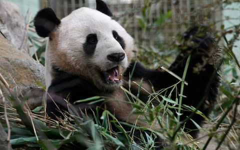 zoo's male panda Yang Guang was unreceptive to natural mating. - Credit: David Moir/Reuters