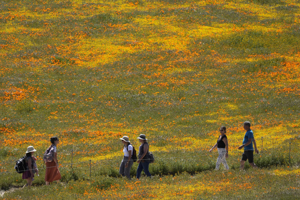 Personas caminan en un sendero entre campos de flores en la Reserva de Amapolas del Valle Antelope de California, el lunes 10 de abril de 2023 en Lancaster, California. (AP Foto/Marcio Jose Sanchez)