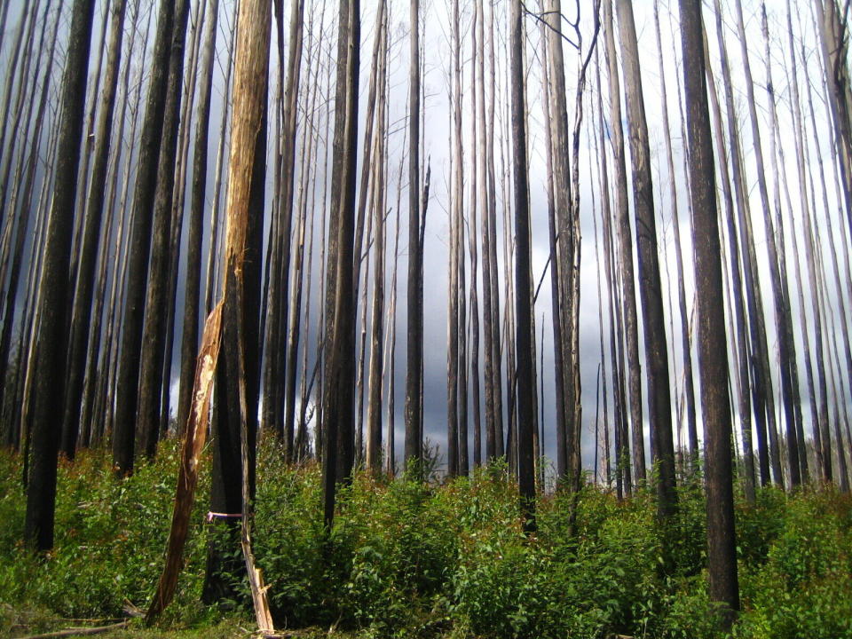 This 2010 photo provided by Sebastian Pfautsch shows an alpine ash forest that burned during 2009 wildfires with early signs of regrowth in Victoria, Australia. Heat waves and drought are fueling bigger and more frequent fires in Australia and there are worries some stands of trees won’t return. (Sebastian Pfautsch via AP)
