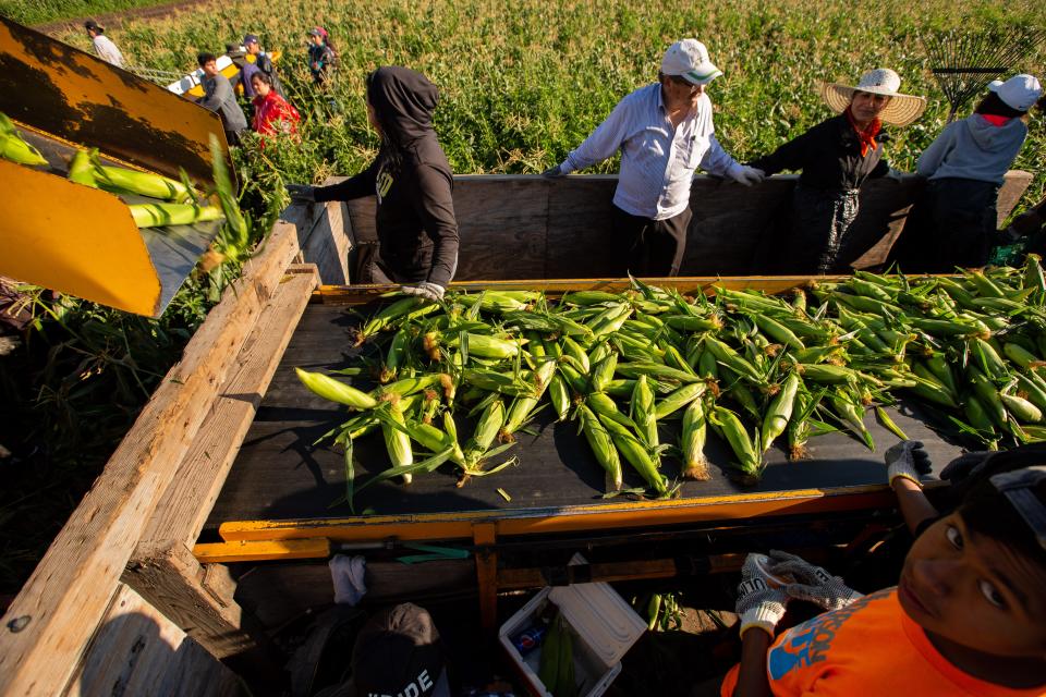 Workers pick and bag sweet corn at Deardorff Sweet Corn in Adel, Tuesday, July 12, 2022.