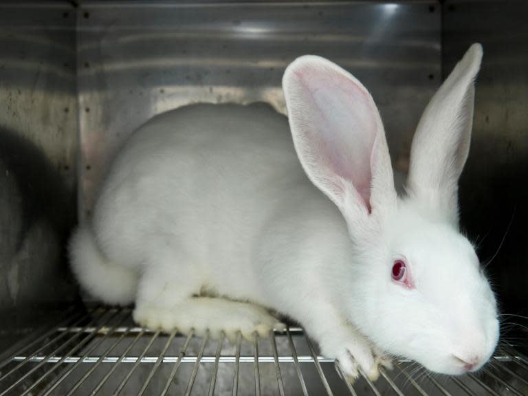 Rabbits given cholera and fatal injections in ‘painful’ university experiments