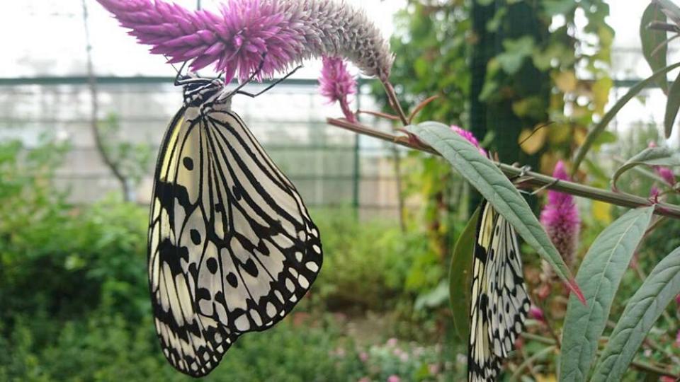 園內可欣賞多種美麗蝴蝶，愛蝶者別錯過。