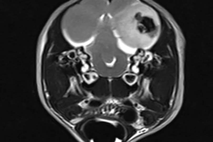 an MRI scan of a penguins brain