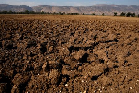 A dry agricultural field is seen in the Hula Valley, northern Israel October 23, 2017. REUTERS/Amir Cohen