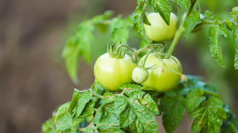 unripened green tomatoes on vine