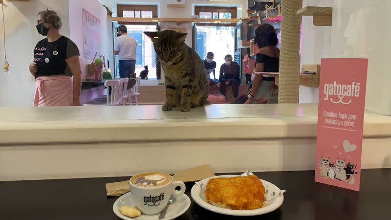 Un gato mira un capuchino en el Gato Café, donde los clientes pueden relajarse mientras adoptan un felino, en Río de Janeiro, Brasil.