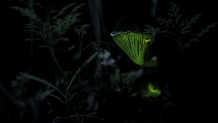 A Click beetle is attracted to the glow of fungi in Brazil during the night (Credit: BBC)