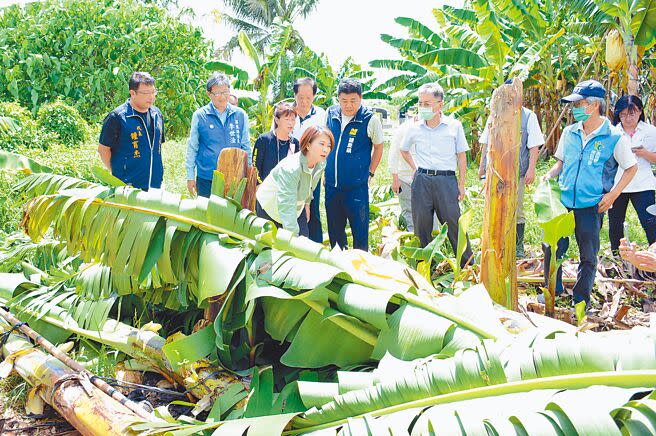 颱風杜蘇芮肆虐，屏東縣長周春米（前中）29日勘災時發現香蕉不敵強風、攔腰折斷，農民損失慘重。（林和生攝）
